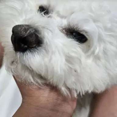 Profile image of 단무