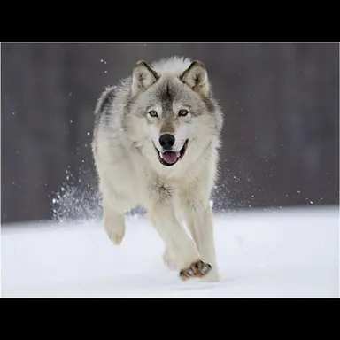 Profile image of 늑대