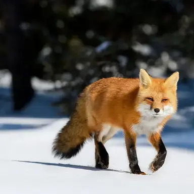 Profile image of 김여우