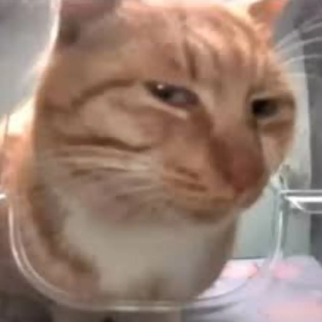 Giacominoguardianodellegalassi의 의심하는 고양이