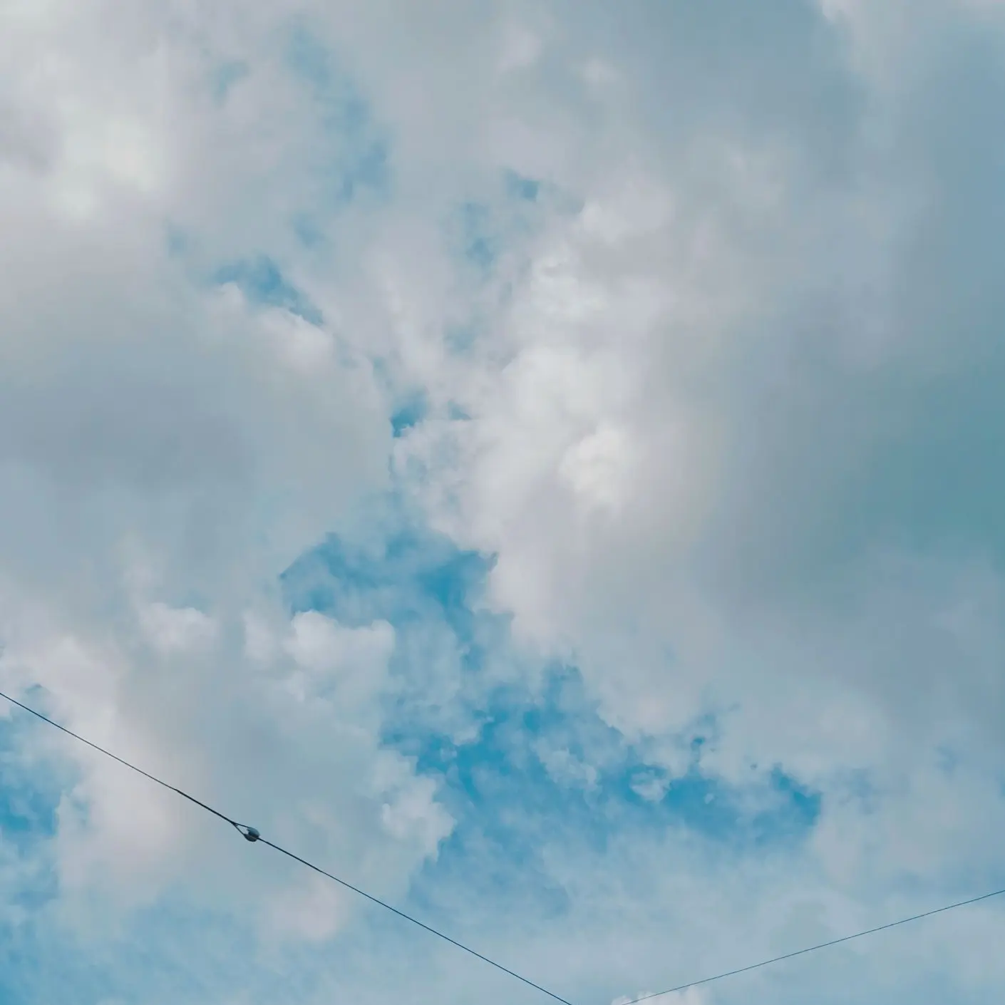 meowforst334의 공지