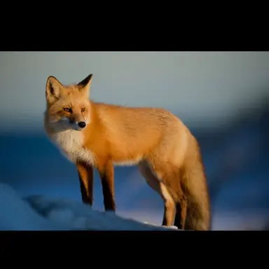 Profile image of 여우