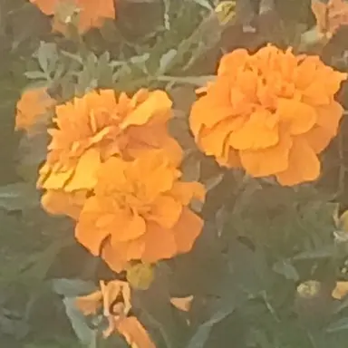 Profile image of 하루토