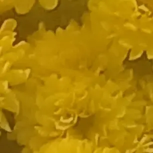 Profile image of 루이쨘