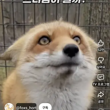Profile image of 여우