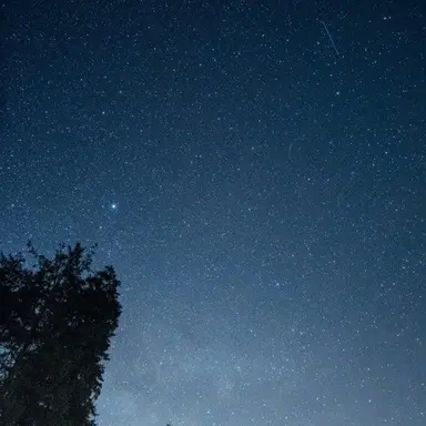 Profile image of 렉스