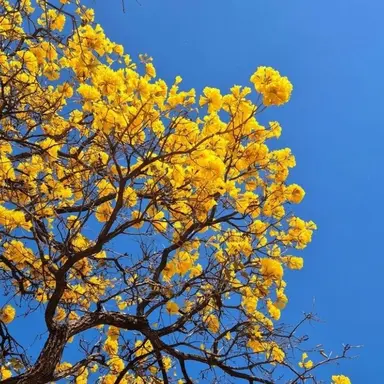 Profile image of 각별