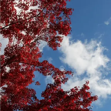 Profile image of 라더