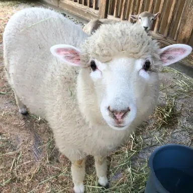 Profile image of Shortcake
