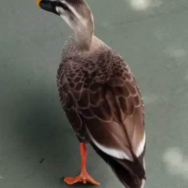 Profile image of Yuito