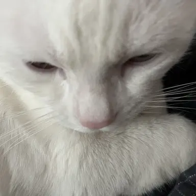 Profile image of 카게야마 토비오