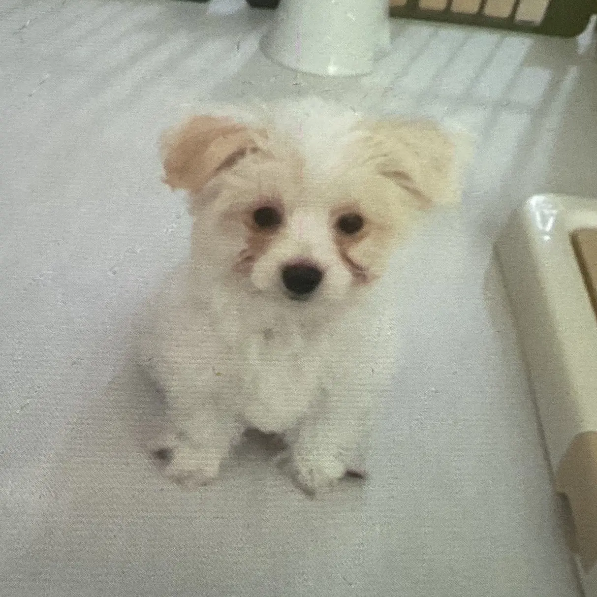 Cutesweetpotato의 양송이와 힐링 라이프!