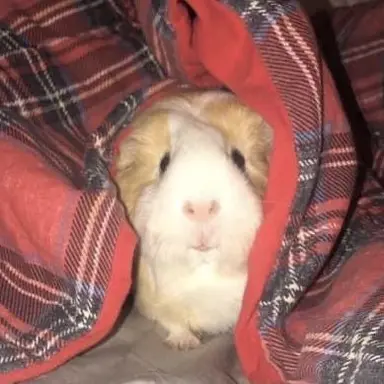 Profile image of 사쿠야