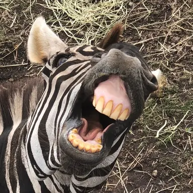Profile image of Zebra
