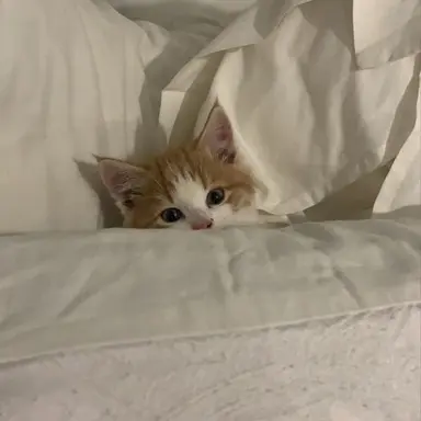 Profile image of 감제이