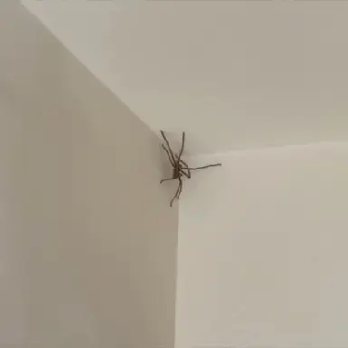 Profile image of アシダカグモ