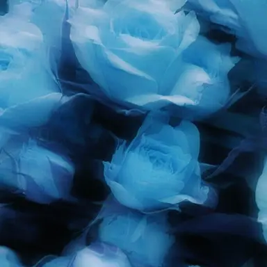 Profile image of 벨키