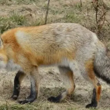 Profile image of 여우