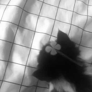 Profile image of KDH