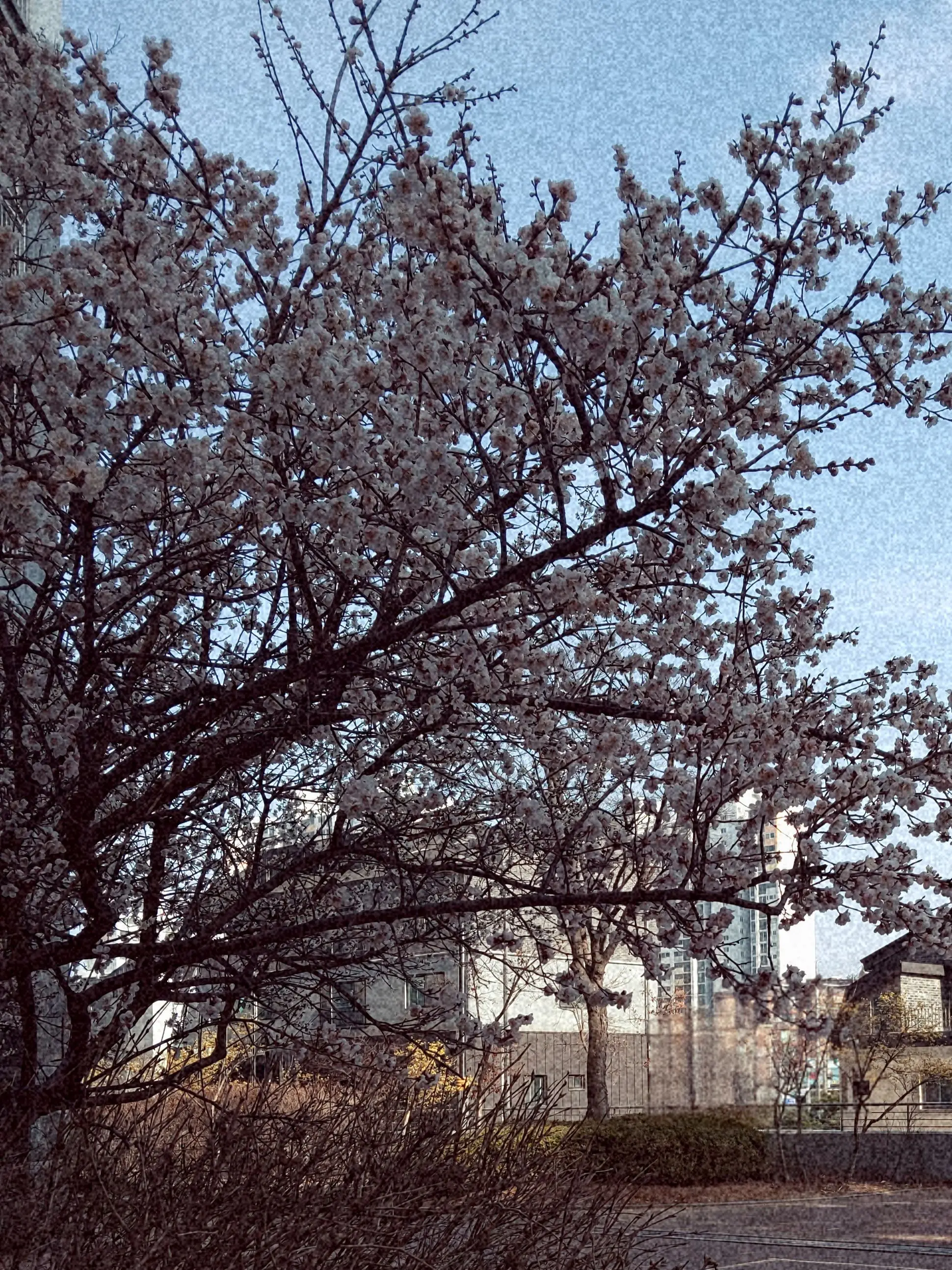 I_love_Hoshina의 나루호시 2세