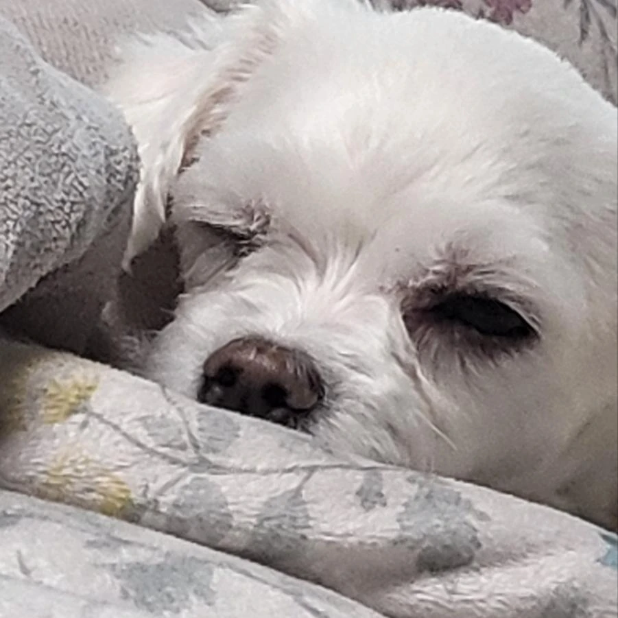 토토