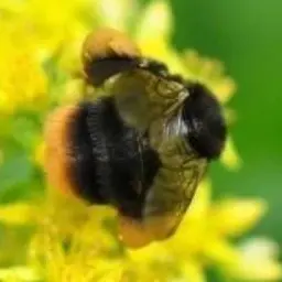 Profile image of 호박벌