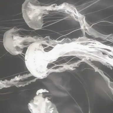 Profile image of 소멸