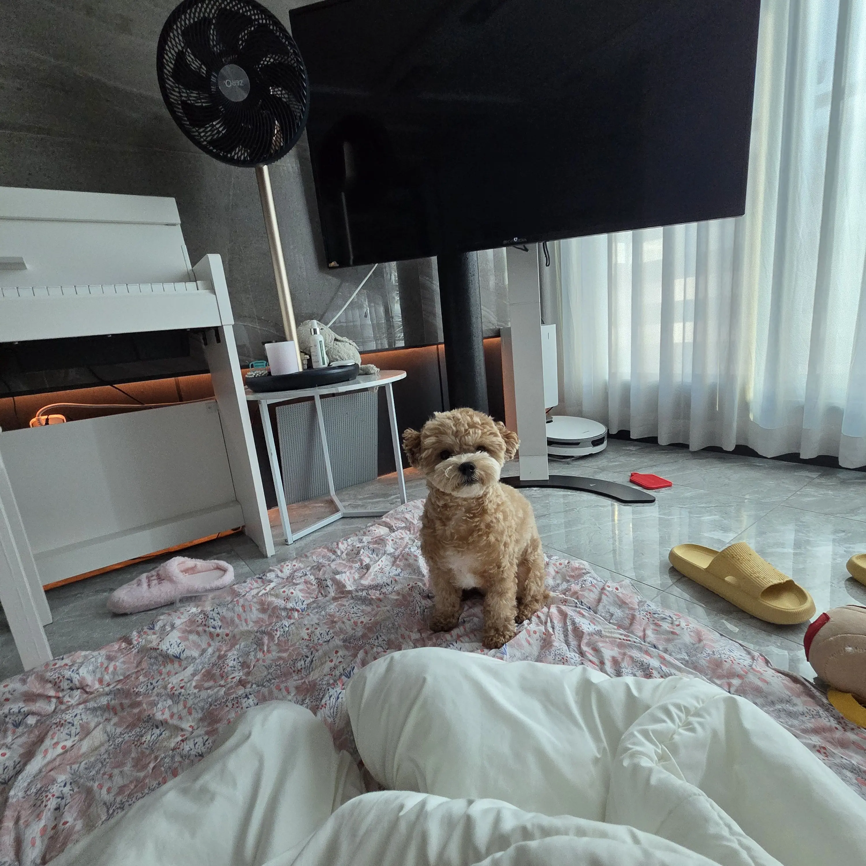 RuggedSour2227의 오바미츠 여우