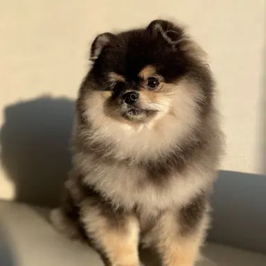 Profile image of 몰리