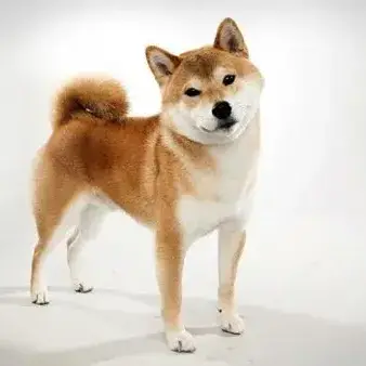 Profile image of 윤똥이