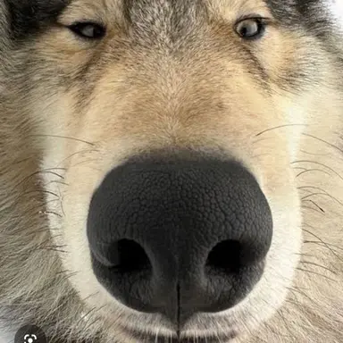 Profile image of 늑대
