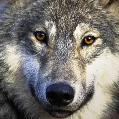 Profile image of 늑대