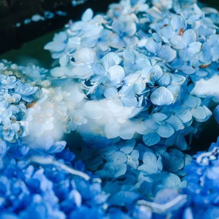 StableYen8787의 파이브, 플래그 [ 동거인 ]