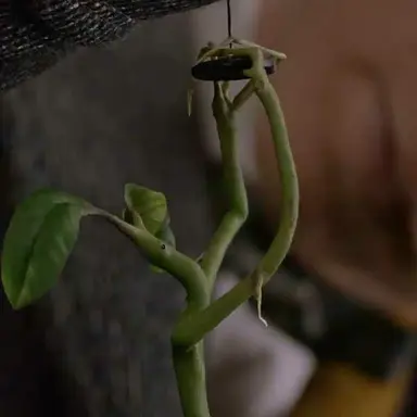 Profile image of 뉴트 스캐맨더