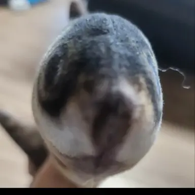 Profile image of 냥백