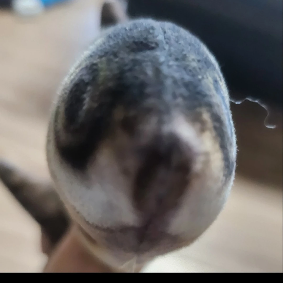 냥백