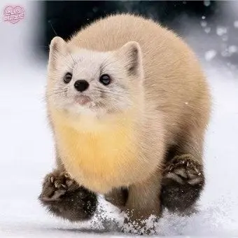 Profile image of 할머니 담비
