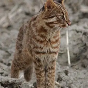Profile image of 줄무늬