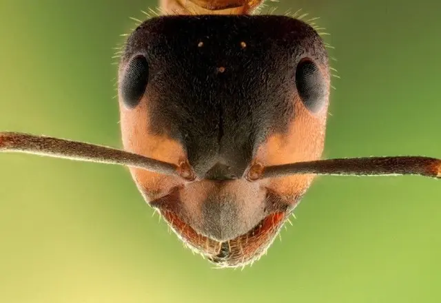 Profile image of 개미