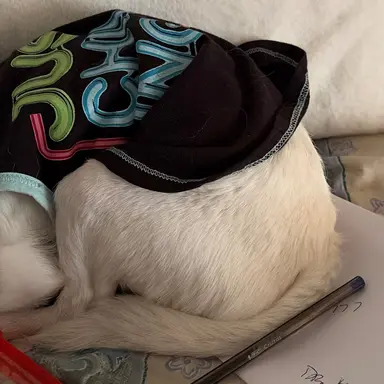 Profile image of Harru Potter