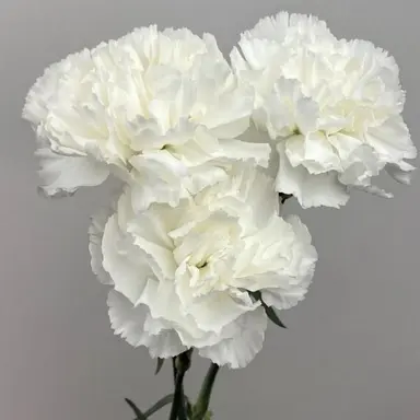 Profile image of チェ・エン리
