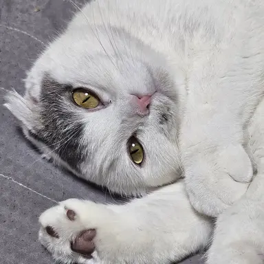 Profile image of 데드파더스 앤더러