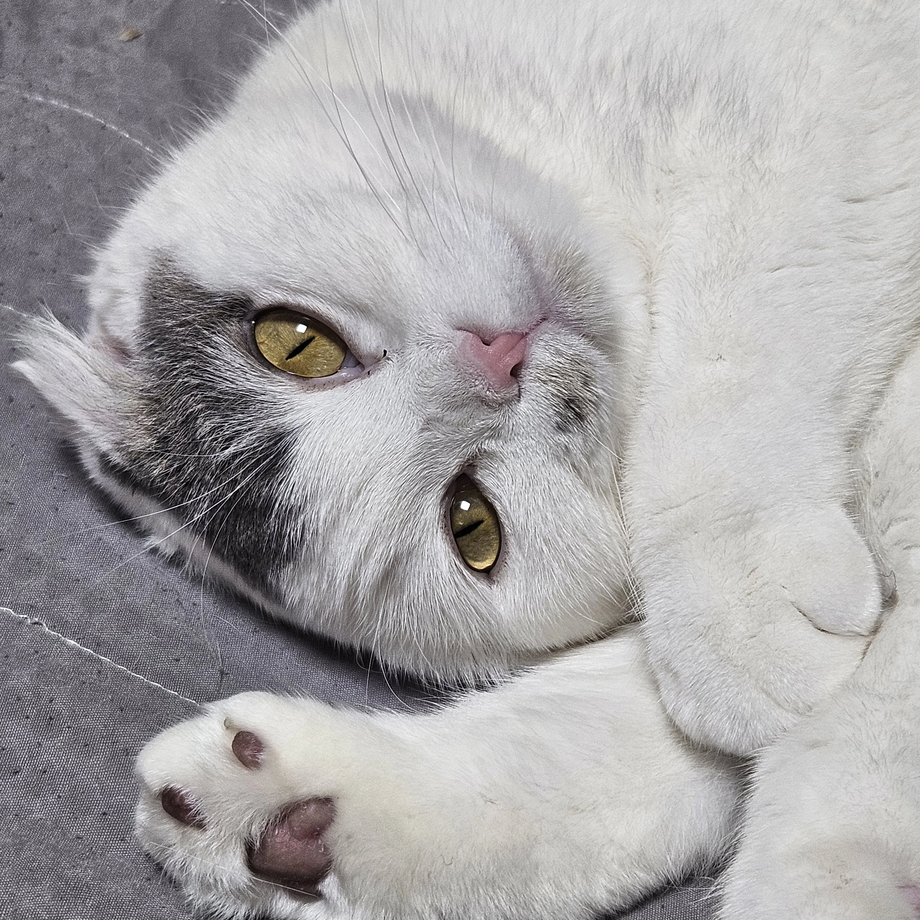 데드파더스 앤더러