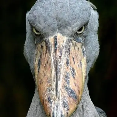 Profile image of Insane