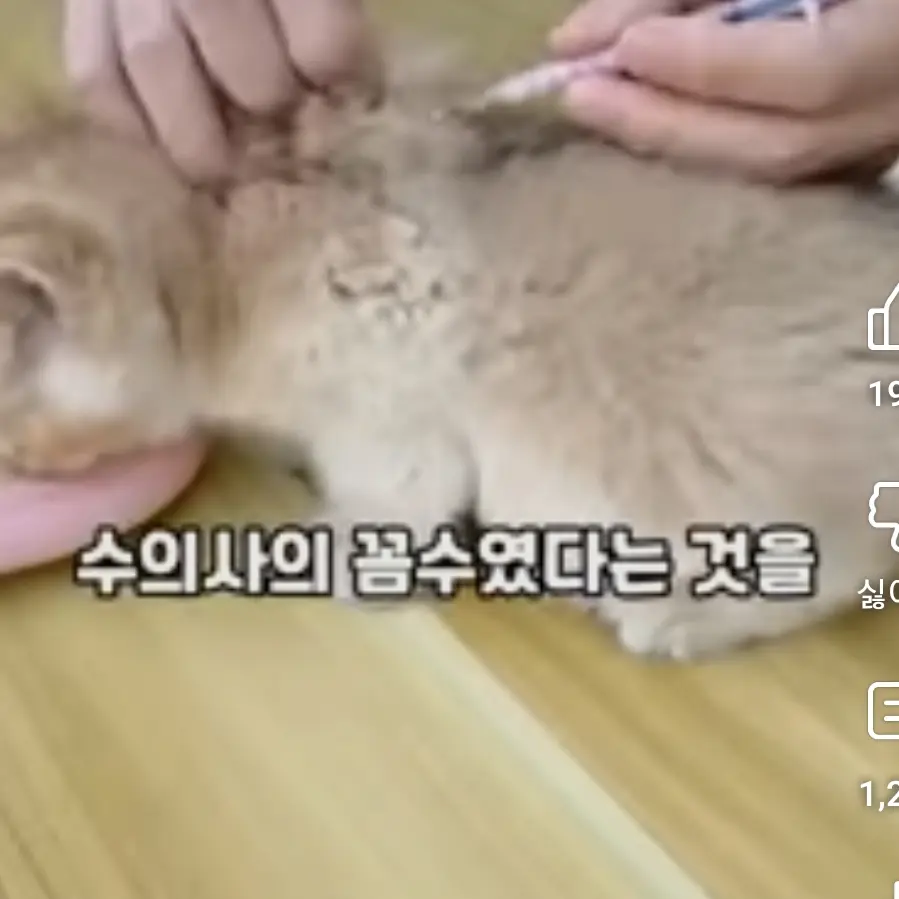 MauveDrill3960의 새끼고양이