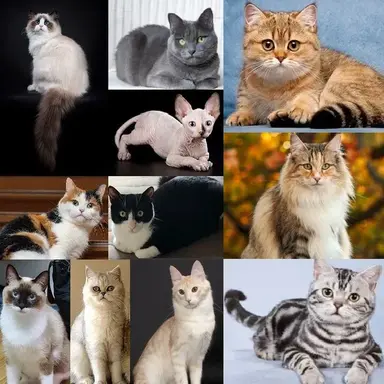 Profile image of 고양이