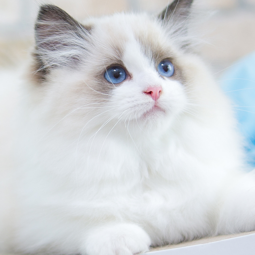 고양이 입양서 대표 이미지