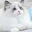 고양이 입양서