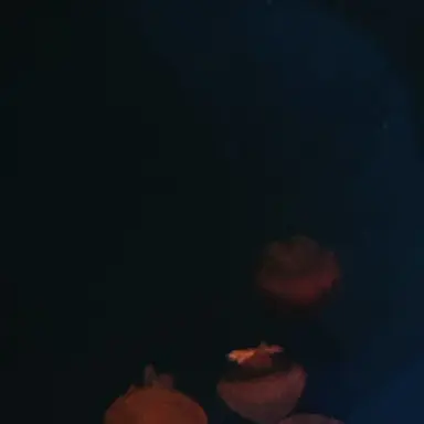 Profile image of 如月 歩