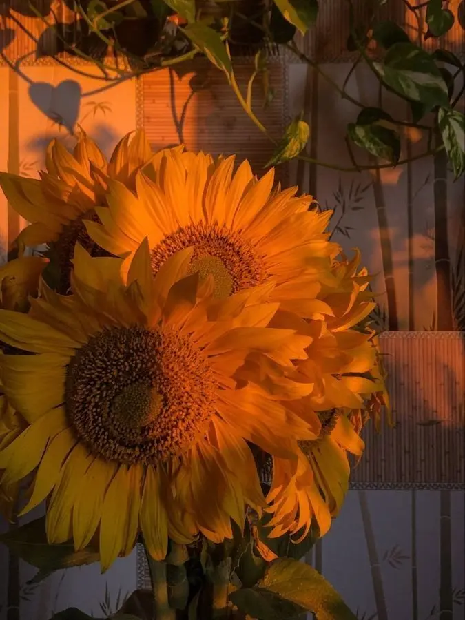 koyapapaint의 ︎︎⟡-告白